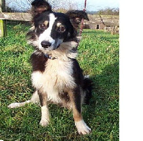 Dancer.jpg (42006 Byte)