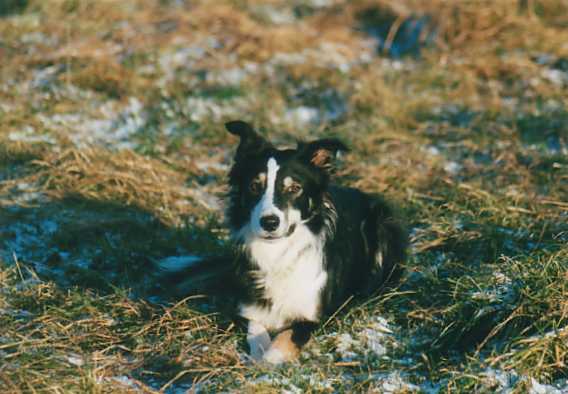 Dancer1.jpg (31666 Byte)