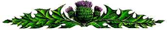 thistle1.gif (8033 Byte)