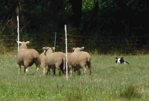 sutthausen1_small.jpg (13830 Byte)