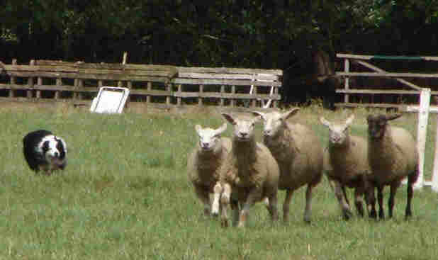 sutthausen2_small.jpg (15556 Byte)