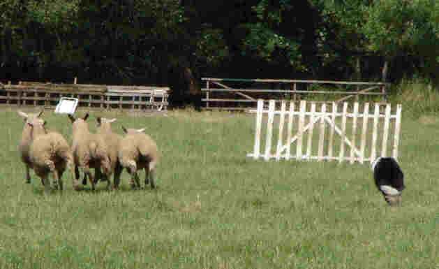 sutthausen3_small.jpg (15232 Byte)