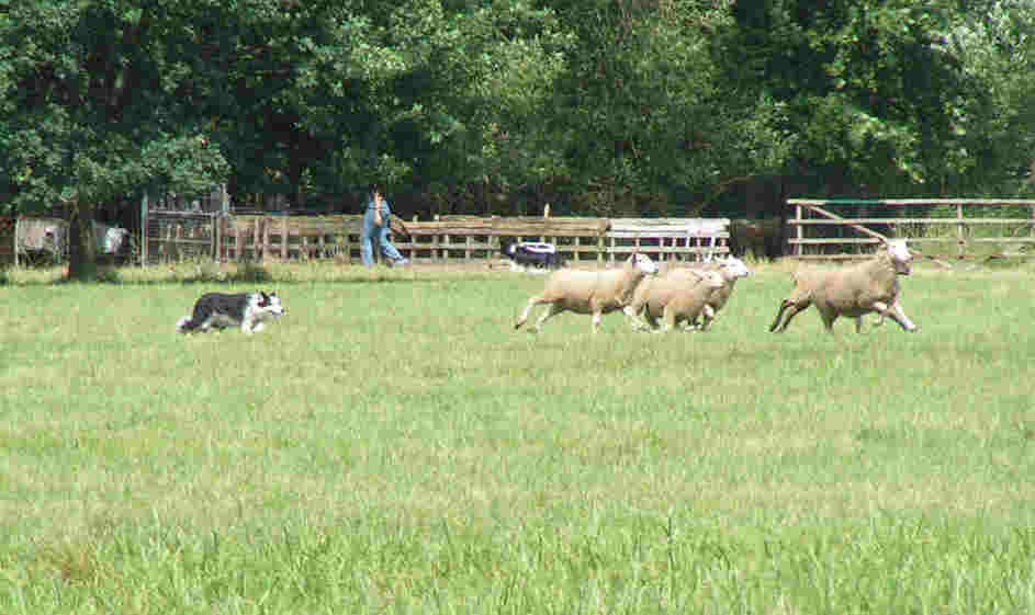 sutthausen5_small.jpg (33777 Byte)